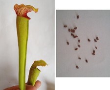 Semi incrocio di usato  Grumo Appula