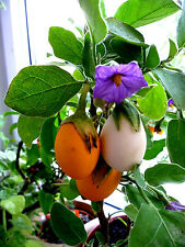 Aubergine weiß dourga gebraucht kaufen  Muldestausee