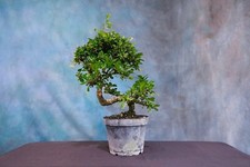 Fukien tea pre for sale  North Fort Myers