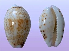 Cypraea hammondae raysummersi usato  Roma