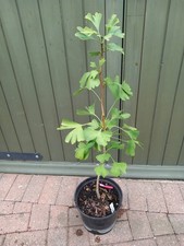 Young prehistoric ginkgo for sale  WEST MALLING