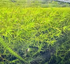 Guppy grass 30grams for sale  LONDON