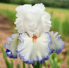 Fazenda Buda Azul: Íris Barbuda 'Espírito Inquieto' – Branco com Borda Violeta-Azul e comprar usado Fazenda Buda Azul: Íris Barbuda 'Espírito Inquieto' – Branco com Borda Violeta-Azul e comprar usado  Enviando para Brazil