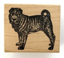Chinese shar pei for sale  Port Orchard