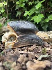 Taxidermy skeleton skull for sale  NEWARK