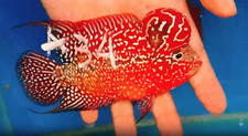 Exotic flowerhorn kamfa for sale  Garden Grove