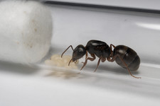 Lasius sp. queen for sale  NORTHAMPTON