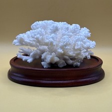 White lace coral for sale  Loganville