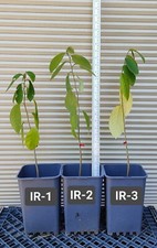 One seedling inca for sale  Kingsburg