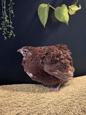 Blue celadon coturnix for sale  MATLOCK