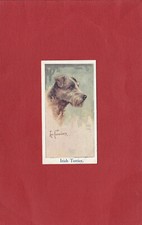 Moustafa dogs heads for sale  CAERNARFON