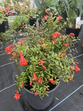 Punica granatum nana for sale Punica granatum nana for sale  HELSTON