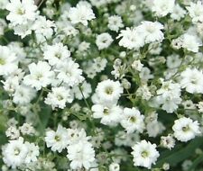 Baby breath seeds for sale  Berwyn