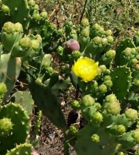 Semi seeds opuntia usato  Noragugume