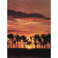 Palm trees tropical for sale  Hinckley