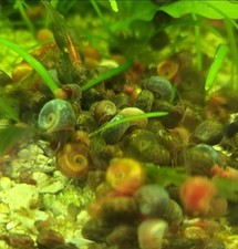 Rams horns. tank for sale  STOKE-ON-TRENT