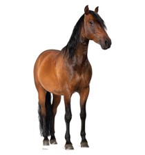 Horse lifesize standup for sale  Layton