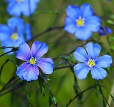 Blue linum flax for sale  Minneapolis