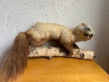 Steinmarder präparat top gebraucht kaufen  Künzell