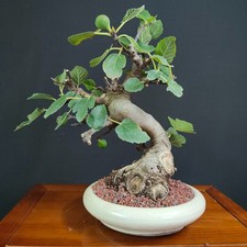 Bonsai fico frutto usato  San Pancrazio Salentino