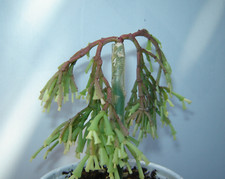 Christmas cactus schlumbergera for sale  San Jose