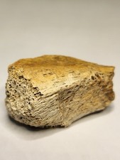Thescelosaurus partial limb for sale  SOLIHULL