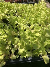 Lettuce iceberg multi for sale  VENTNOR
