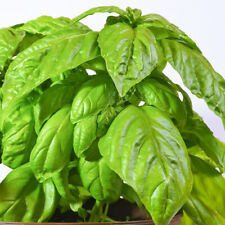 Italian giant sweet for sale  WARRINGTON