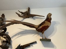 Tierpräparat fasan jagdfasan gebraucht kaufen  Rain