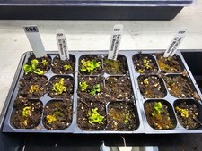 Venus flytrap montecore for sale  Lorton