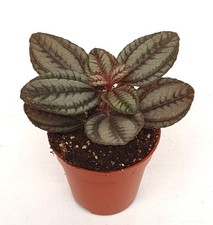 Pilea norfolk tropical for sale  SOUTHAMPTON
