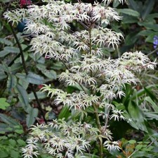 Acer palmatum ukigumo for sale  NORTHWICH