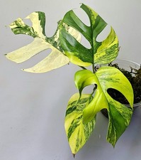 Rhaphidophora tetrasperma mons gebraucht kaufen  Obertshausen
