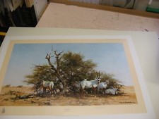 David shepherd arabian for sale  MARKET HARBOROUGH