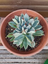 Agave potatorum cubic gebraucht kaufen  Visselhövede