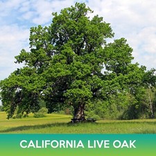 California live oak for sale  Belmont