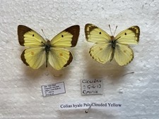 Rare pale clouded for sale  CAERNARFON