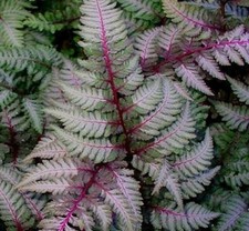 Athyrium niponicum metallicum for sale  BOSTON