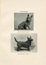 Scottish terrier named for sale  Shipping to Ireland