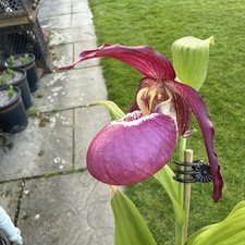 cypripedium for sale cypripedium for sale GLOUCESTER