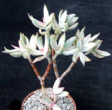 Crassula candy cane for sale  EASTBOURNE