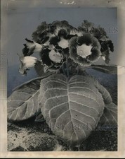 1965 press photo for sale  Memphis