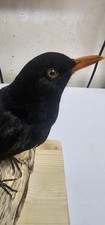 Tassidermia uccelli usato  Cagliari