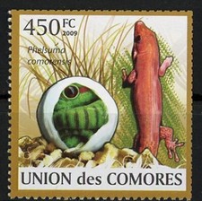 Sauria phelsuma comorensis d'occasion  Expédié en Belgium