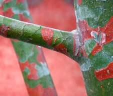 Pinus bungeana - Lacebark pine comprar usado  Enviando para Brazil