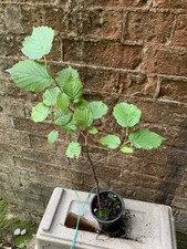 cobnuts for sale cobnuts for sale LONDON
