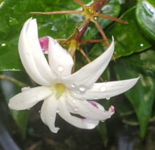 Angel wing jasmine for sale  Miami