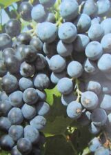 Vitis alphonse lavallée gebraucht kaufen  Wuppertal