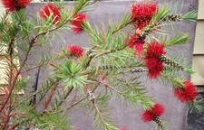 Callistemon packers form.bottl for sale  UCKFIELD