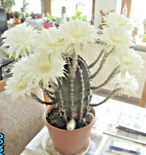 Kaktus ableger echinopsis gebraucht kaufen  Künzell
